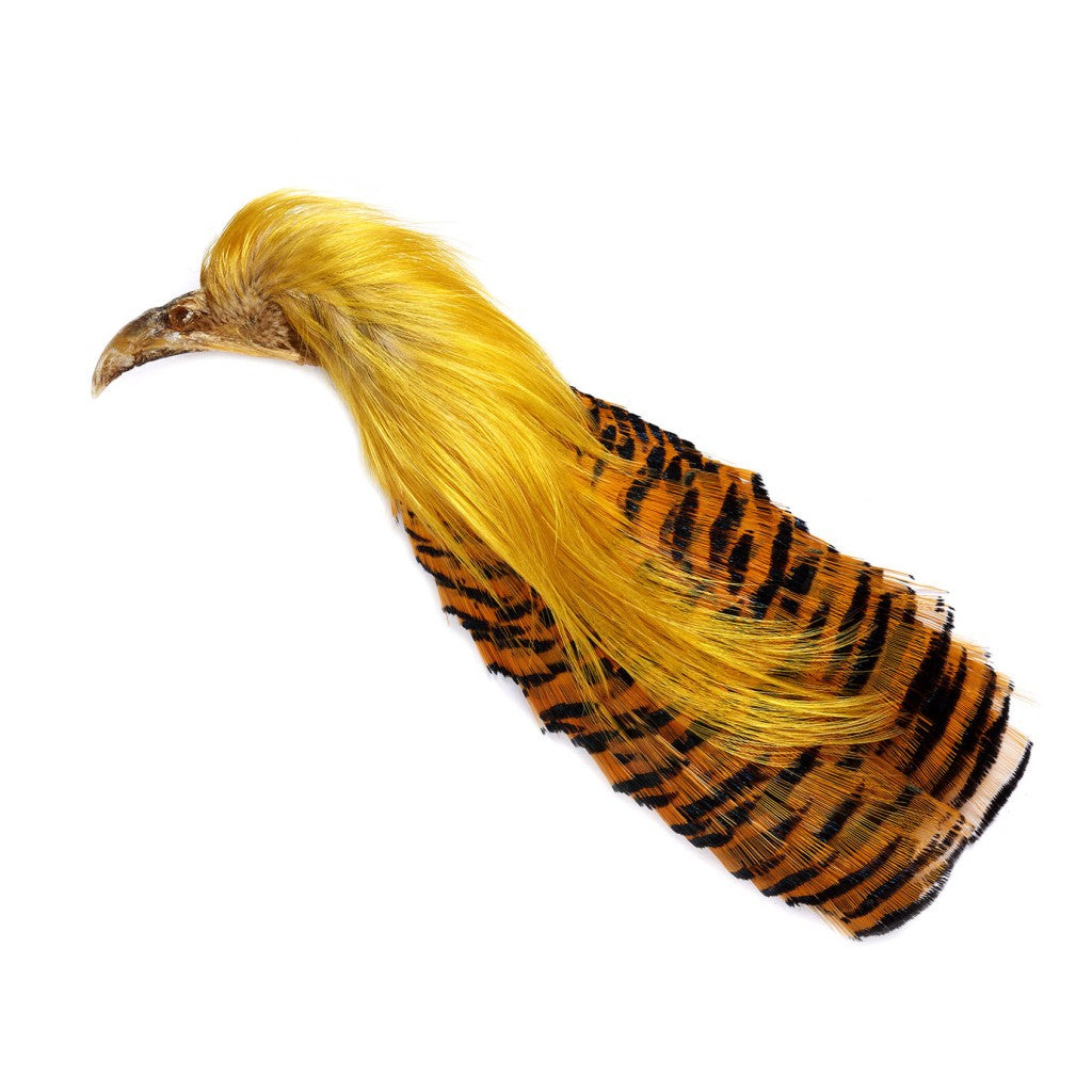 Golden Pheasant Complete Heads